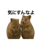 クオッカワラビーのごきげん日常（個別スタンプ：7）