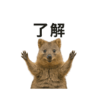 クオッカワラビーのごきげん日常（個別スタンプ：8）
