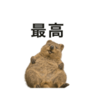 クオッカワラビーのごきげん日常（個別スタンプ：9）