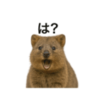 クオッカワラビーのごきげん日常（個別スタンプ：10）