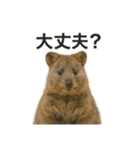 クオッカワラビーのごきげん日常（個別スタンプ：11）