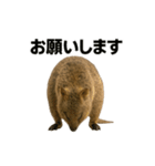 クオッカワラビーのごきげん日常（個別スタンプ：12）