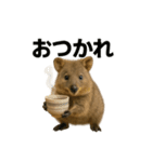 クオッカワラビーのごきげん日常（個別スタンプ：13）