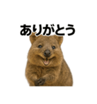 クオッカワラビーのごきげん日常（個別スタンプ：14）