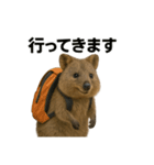 クオッカワラビーのごきげん日常（個別スタンプ：15）