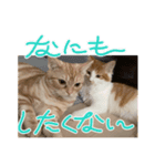わが家のニャンTube☆コタロー＆むぎちゃん1（個別スタンプ：1）