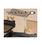 わが家のニャンTube☆コタロー＆むぎちゃん1（個別スタンプ：2）
