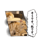 わが家のニャンTube☆コタロー＆むぎちゃん1（個別スタンプ：5）