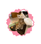 わが家のニャンTube☆コタロー＆むぎちゃん1（個別スタンプ：7）