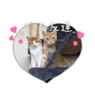 わが家のニャンTube☆コタロー＆むぎちゃん2（個別スタンプ：1）