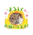 わが家のニャンTube☆コタロー＆むぎちゃん2（個別スタンプ：2）