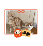 わが家のニャンTube☆コタロー＆むぎちゃん2（個別スタンプ：3）