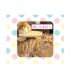 わが家のニャンTube☆コタロー＆むぎちゃん2（個別スタンプ：5）