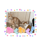 わが家のニャンTube☆コタロー＆むぎちゃん2（個別スタンプ：7）