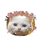 猫ちゃん日常のスタンプ（個別スタンプ：3）