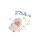 猫ちゃん日常のスタンプ（個別スタンプ：6）