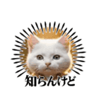 猫ちゃん日常のスタンプ（個別スタンプ：7）