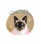 猫ちゃん日常のスタンプ（個別スタンプ：10）