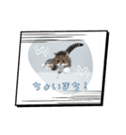 猫ちゃん日常のスタンプ（個別スタンプ：11）