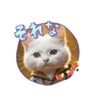 猫ちゃん日常のスタンプ（個別スタンプ：14）