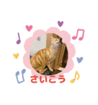 わが家のニャンTube☆コタローシリーズ2（個別スタンプ：6）