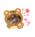 あんこちゃんあにまるず（個別スタンプ：11）