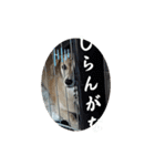 ももちゃん界隈(Lv1)（個別スタンプ：5）