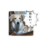 ももちゃん界隈(Lv1)（個別スタンプ：8）