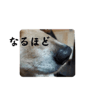 ももちゃん界隈(Lv1)（個別スタンプ：9）