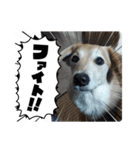 ももちゃん界隈(Lv1)（個別スタンプ：11）