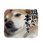 ももちゃん界隈(Lv1)（個別スタンプ：12）