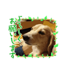 ももちゃん界隈(Lv1)（個別スタンプ：13）