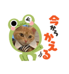 わが家のニャンTube☆コタローシリーズ4（個別スタンプ：2）