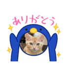 わが家のニャンTube☆コタローシリーズ4（個別スタンプ：10）