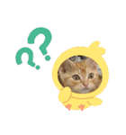 わが家のニャンTube☆コタローシリーズ4（個別スタンプ：11）