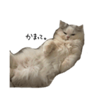 いわし(=^x^=)（個別スタンプ：2）