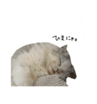 いわし(=^x^=)（個別スタンプ：3）