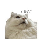 いわし(=^x^=)（個別スタンプ：4）