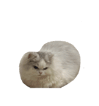 いわし(=^x^=)（個別スタンプ：5）