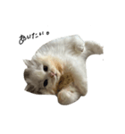 いわし(=^x^=)（個別スタンプ：6）