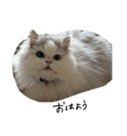 いわし(=^x^=)（個別スタンプ：7）