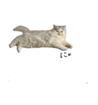 いわし(=^x^=)（個別スタンプ：8）