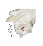 いわし(=^x^=)（個別スタンプ：10）