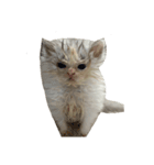 いわし(=^x^=)（個別スタンプ：11）