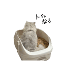 いわし(=^x^=)（個別スタンプ：12）