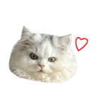 いわし(=^x^=)（個別スタンプ：13）