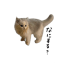 いわし(=^x^=)（個別スタンプ：14）