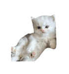 いわし(=^x^=)（個別スタンプ：15）