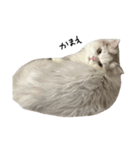 いわし(=^x^=)（個別スタンプ：16）