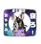 うさちゃんリアクションスタンプ（個別スタンプ：16）